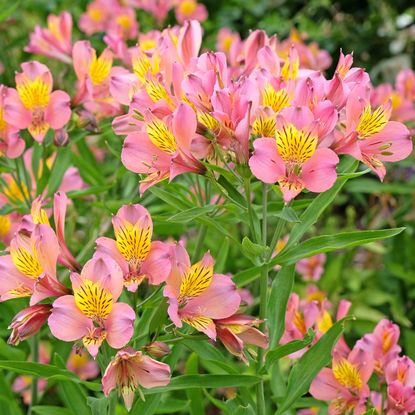 alstroemeria flowers in summer border