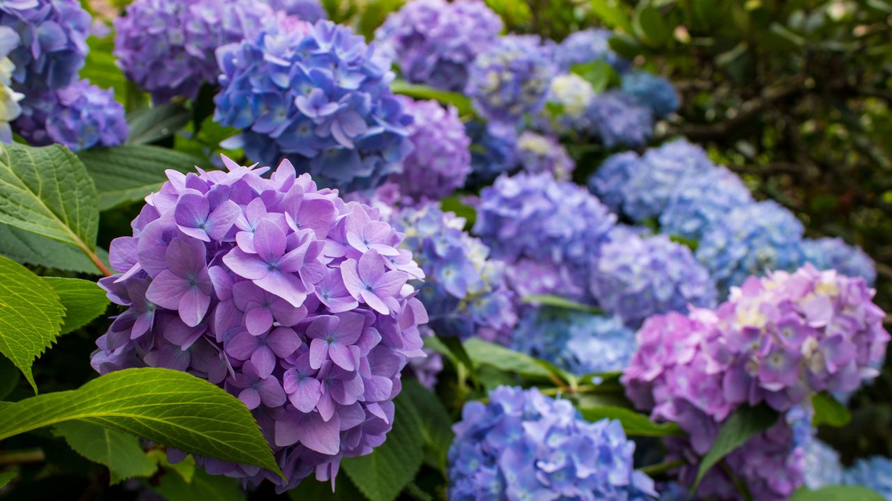 Close up of purple hydrangea flowers