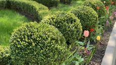 A spring garden featuring boxwood balls and bright tulips