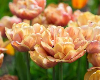 double peony tulip ‘La Belle epoque’