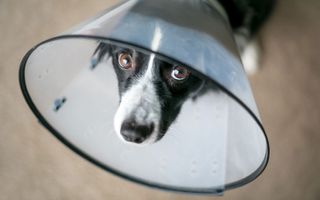 Get help for your pet