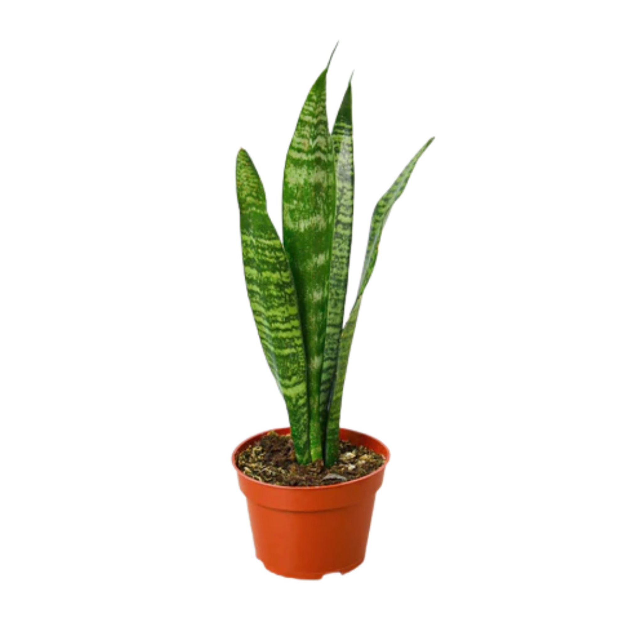 Zeylanica Snake Plant