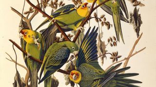 The Carolina parakeet, From "The Birds of America," 1827-1838.