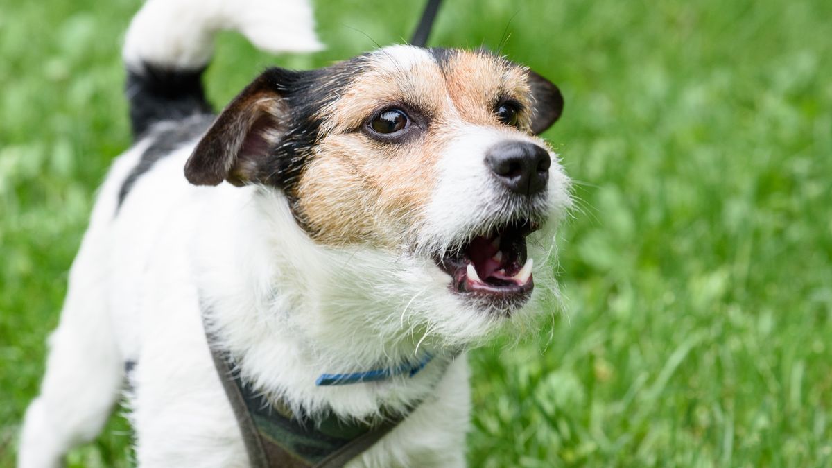 Jack Russell Terrier barking