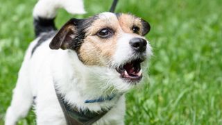 Jack Russell Terrier barking