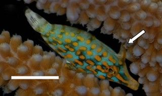 The harlequin filefish uses a special hook-like spine on its back called the first dorsal spine to attach its body to a coral reef.