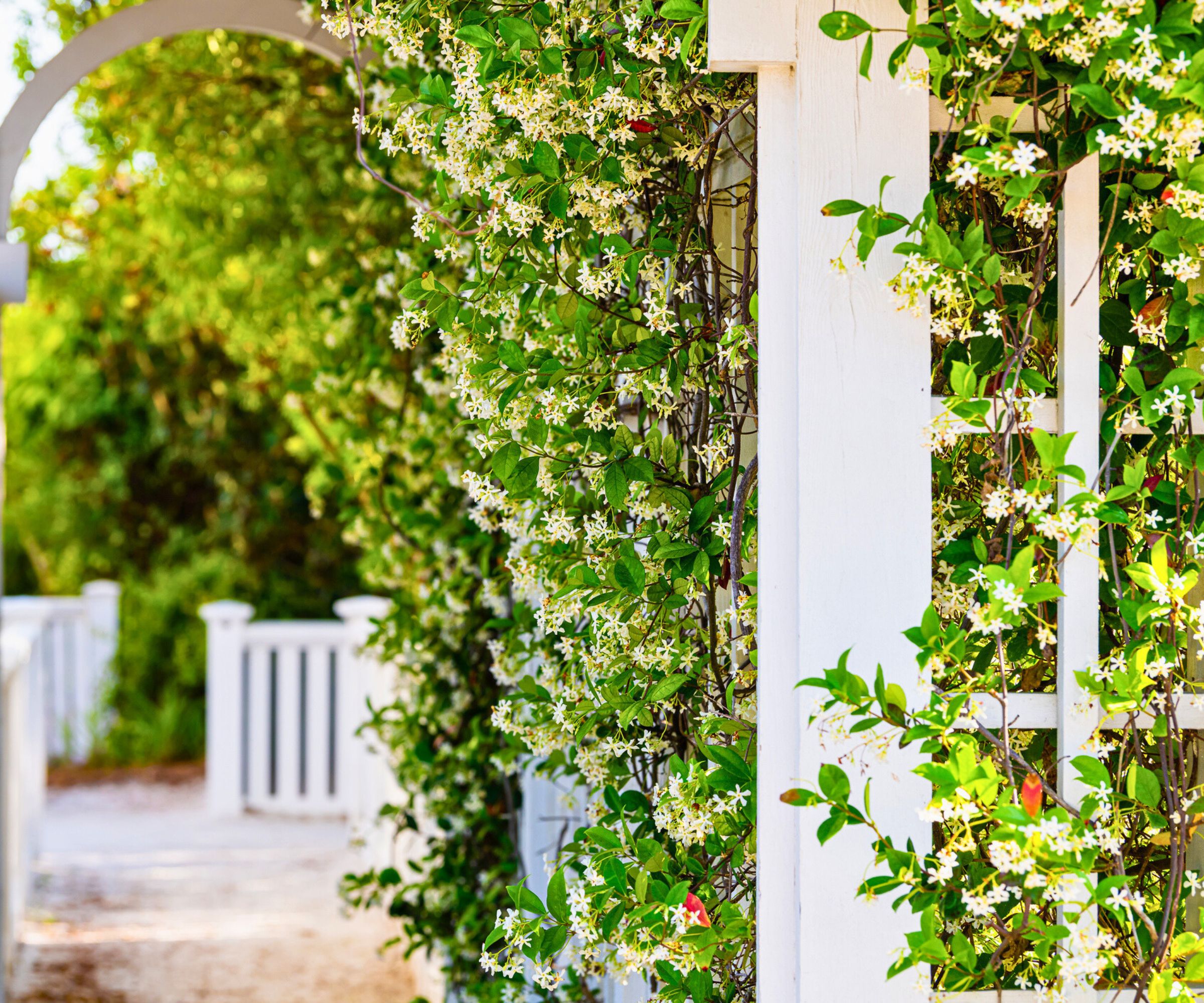 Sweet Autumn Clematis On Arbor