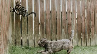 dog chasing cat up fence