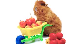 Can guinea pigs eat apples?