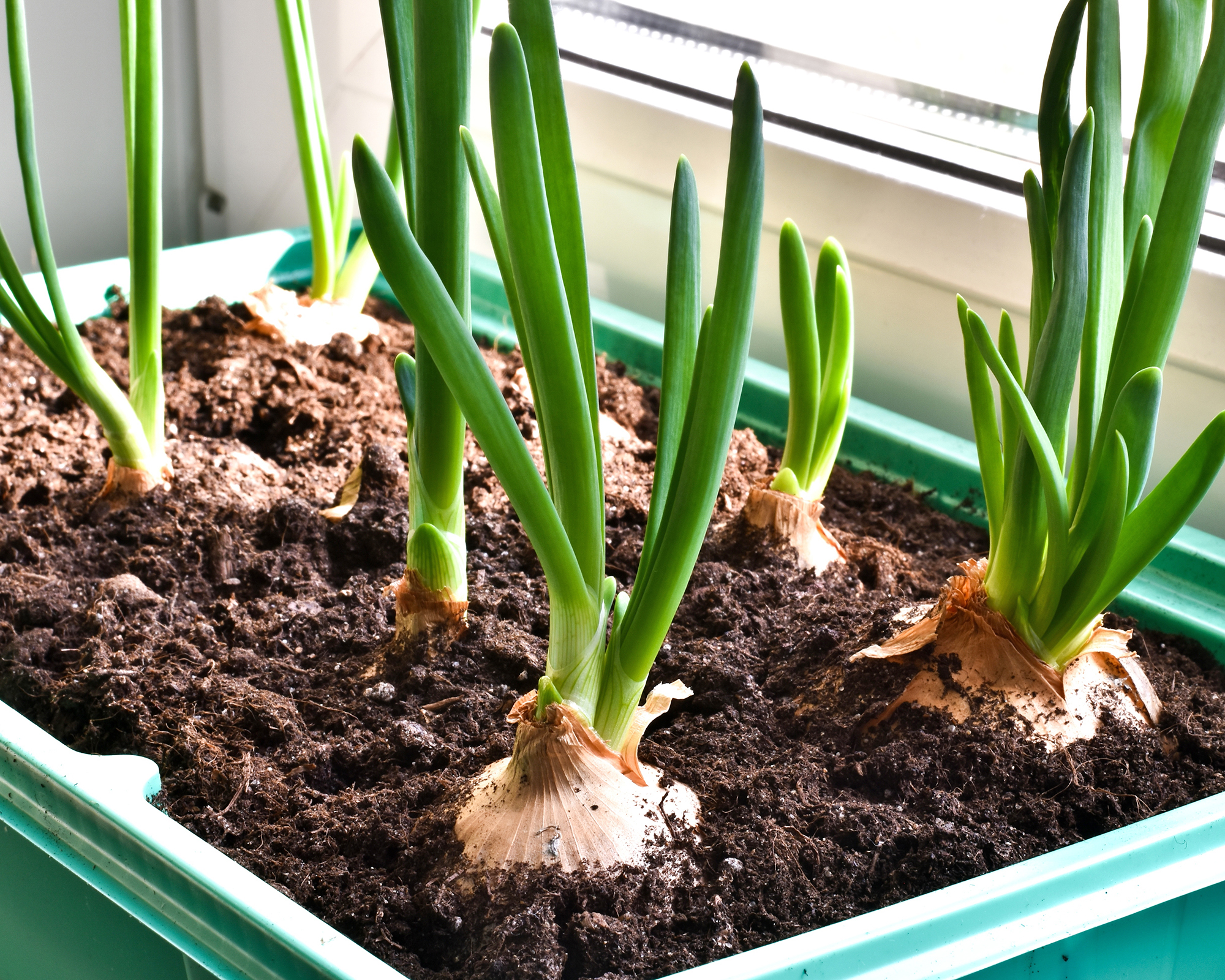 Fresh growing onions in a green container for sprouting plants on a windowsill.