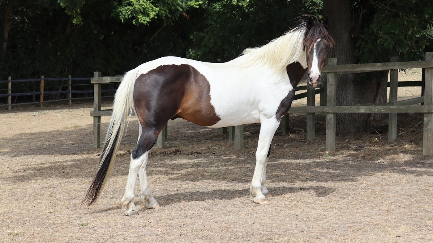 RSPCA2