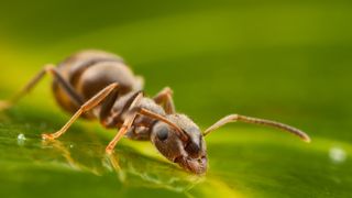 Ant drinking water on leaf of laurel, Woking, Surrey, UK.