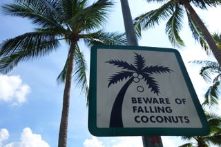 Sign of coconut fall in a park. Beware of falling coconuts