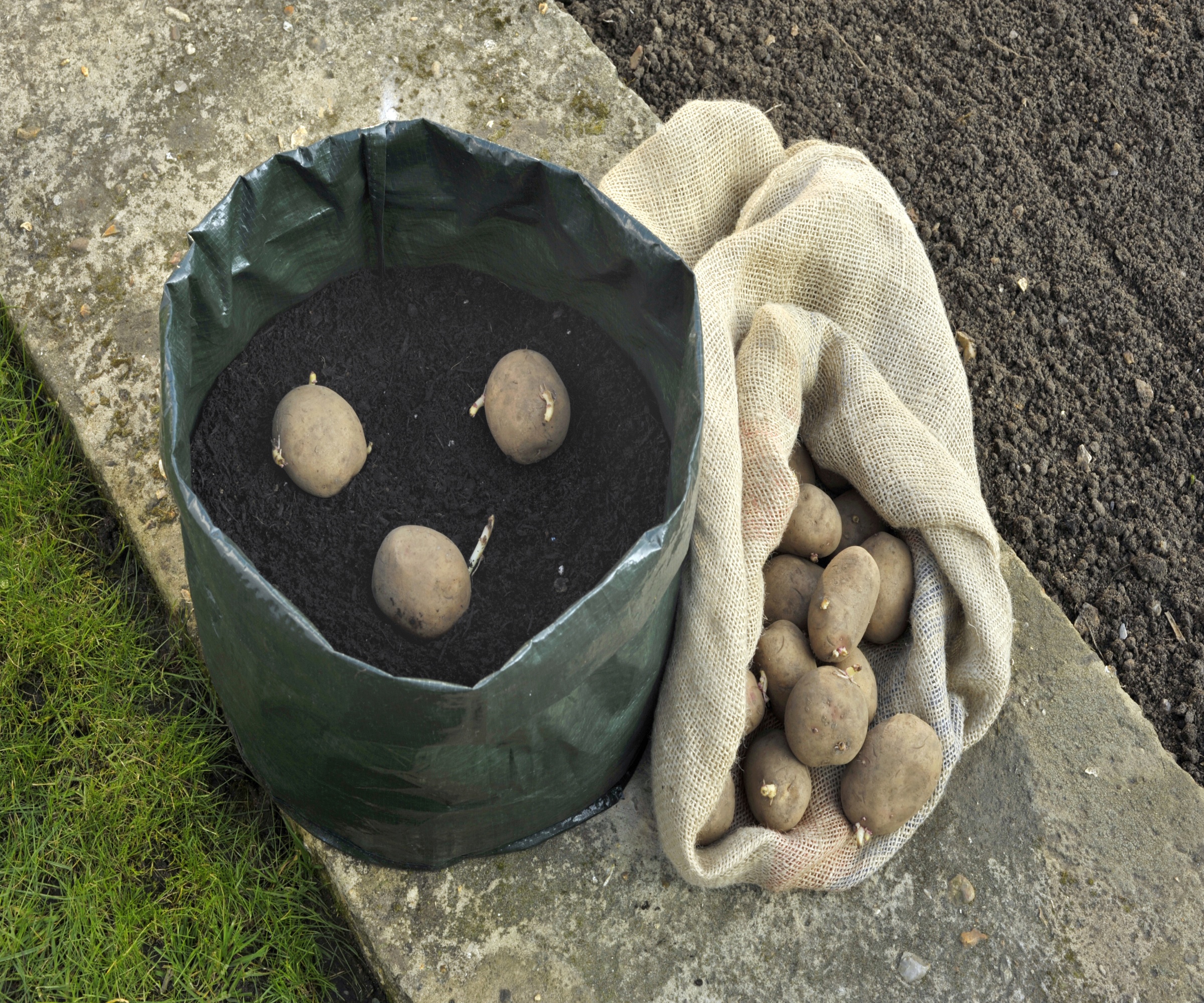 Seed potatoes on a bed of compost in a container