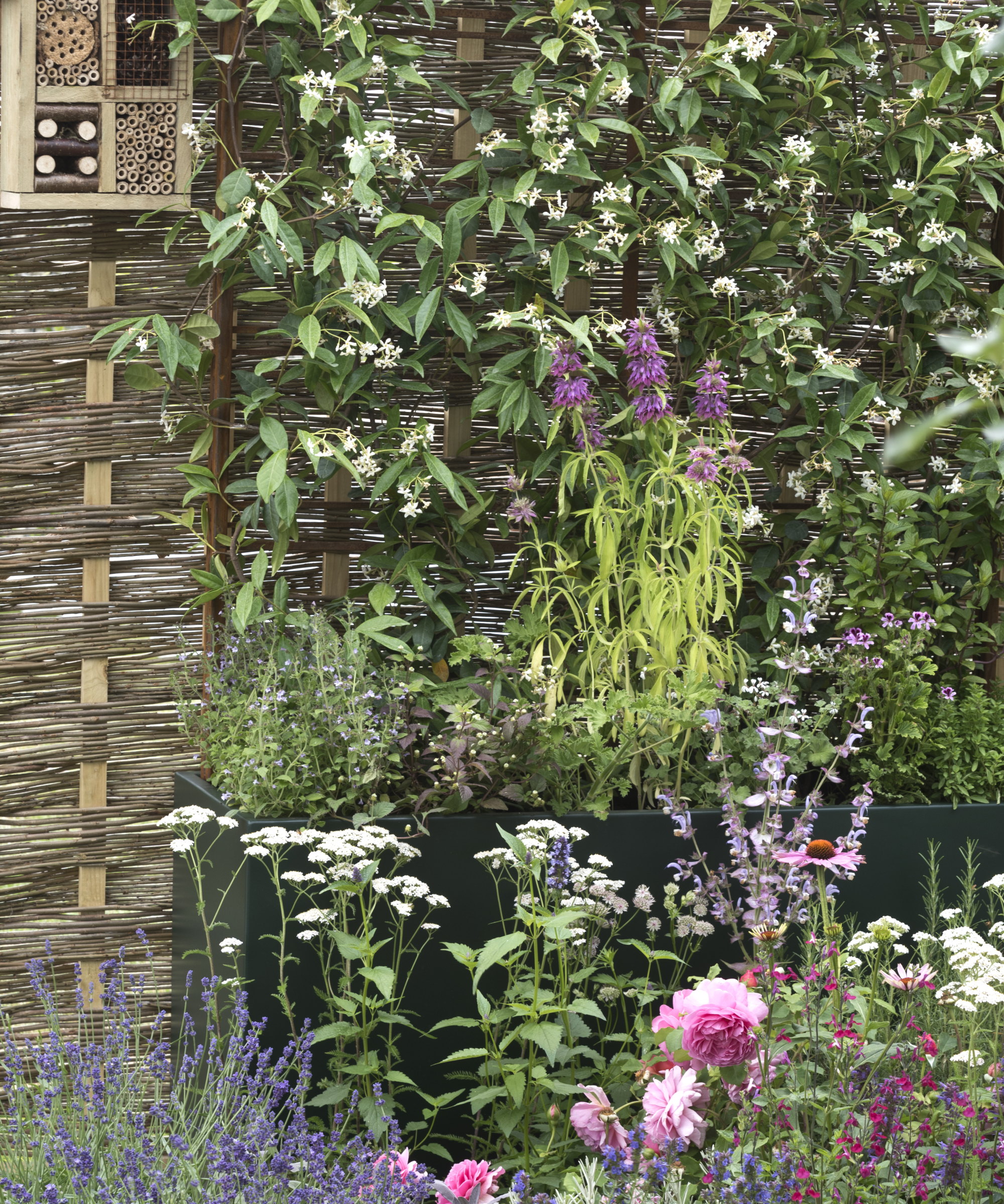 A colourful flower border and climbers on a fence