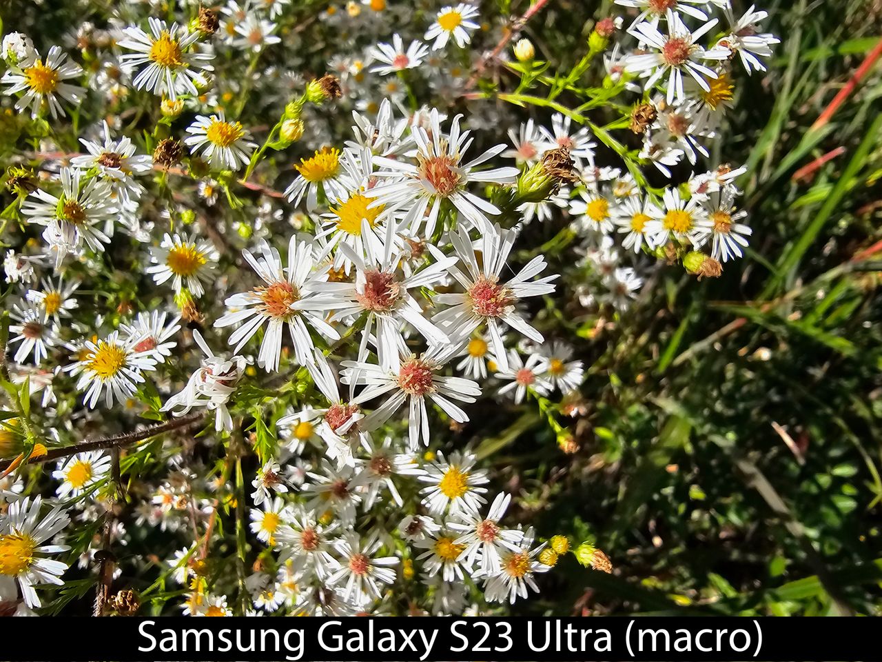 Camera samples from the Samsung Galaxy S23 Ultra to compare to the Google Pixel 8 Pro