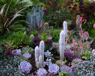 Cacti and succulents and flowering tropical plants in a border
