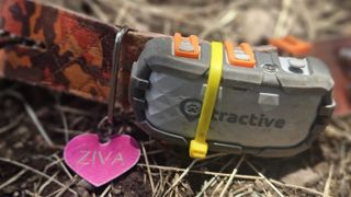 Ziva’s Tractive tracker attached to her collar with name tag