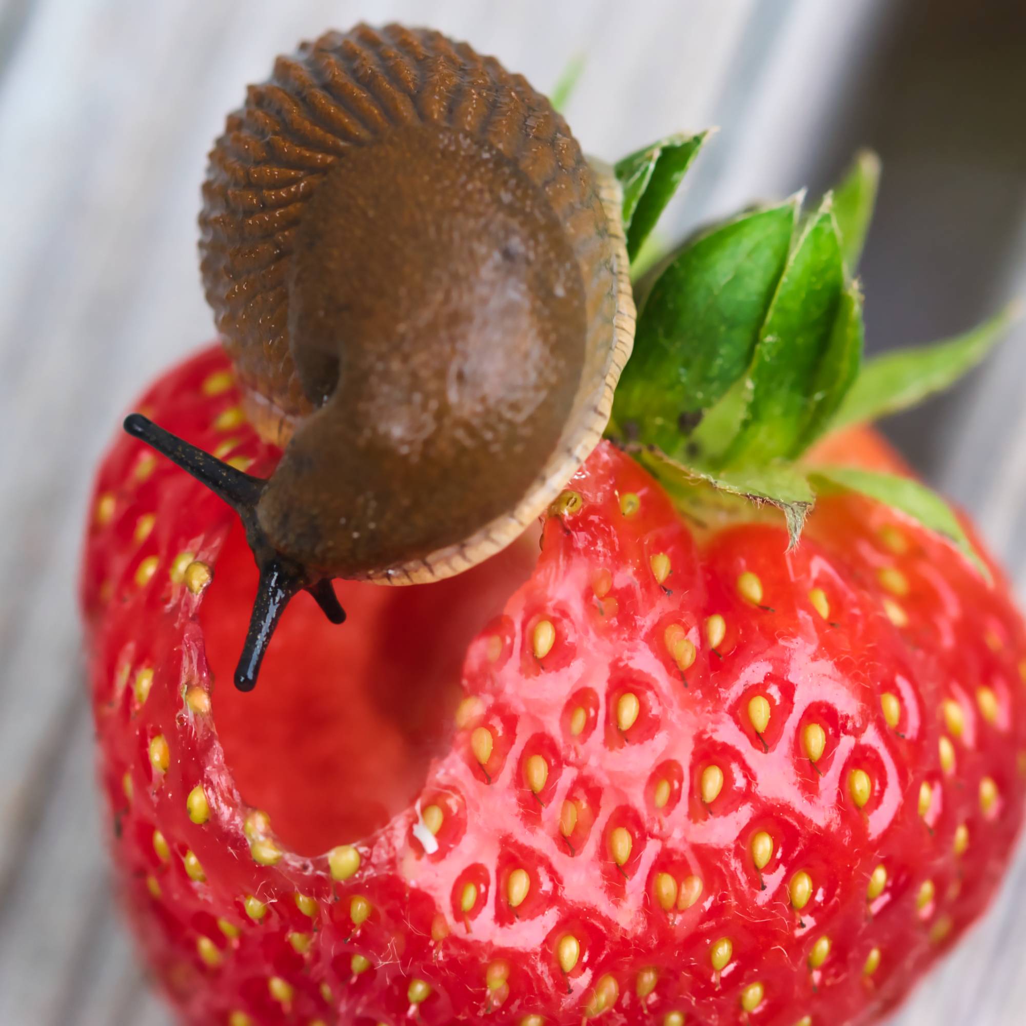Slug eating strawberry