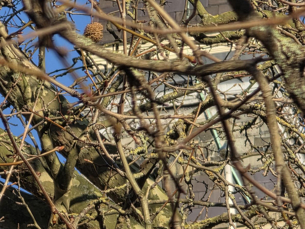A photo captured on the Samsung Galaxy S25 Ultra