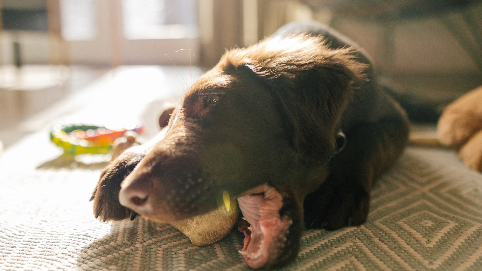 A puppy chewing a rock at home