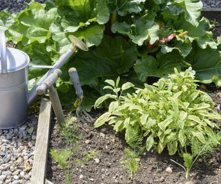 Strongly scented sage plant grown next to rhubarb in a raised bed to ward off slugs