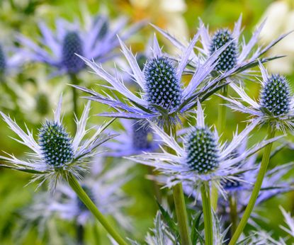 Best plants for beginners: 10 easy-care choices | Homes & Gardens