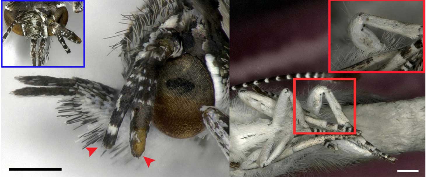 Deformed butterflies near the Fukushima nuclear disaster