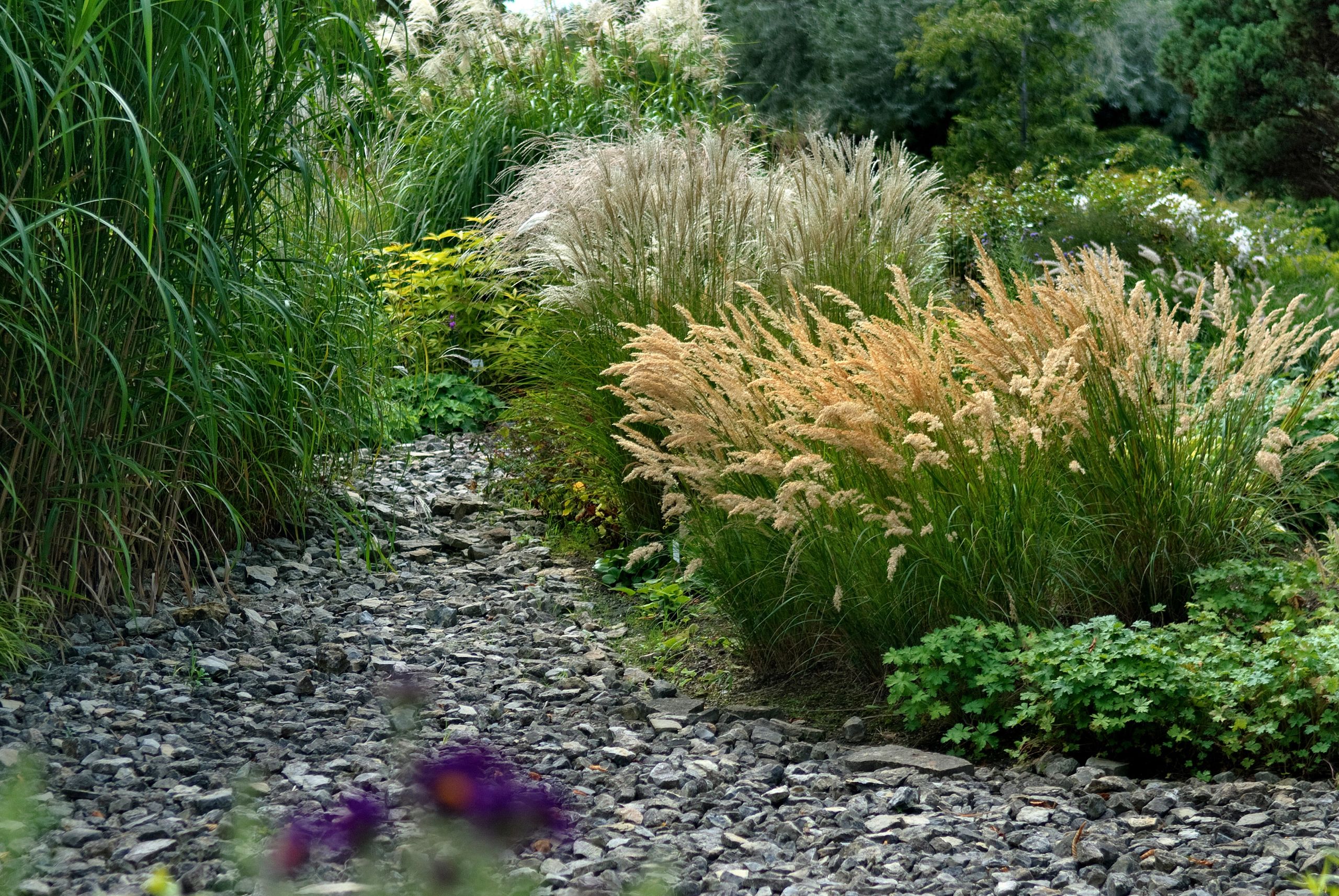 How to grow ornamental grasses – add drama with these low-maintenance