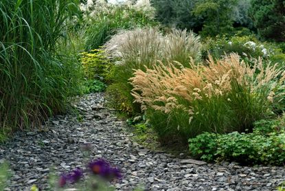 Ornamental grasses in a bed
