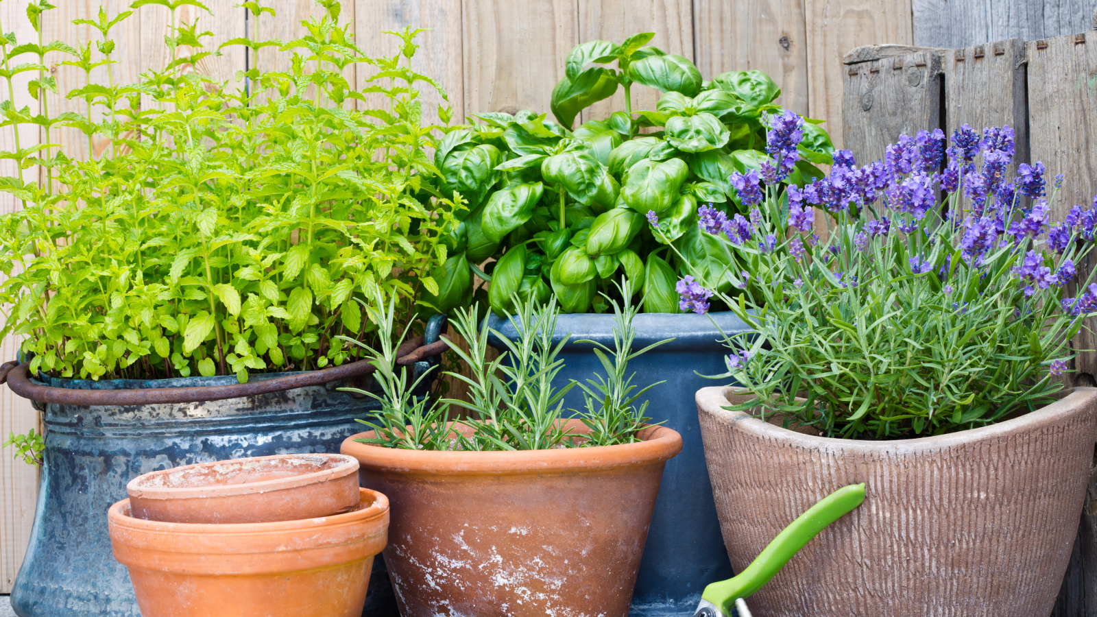 Potted herb plants on patio