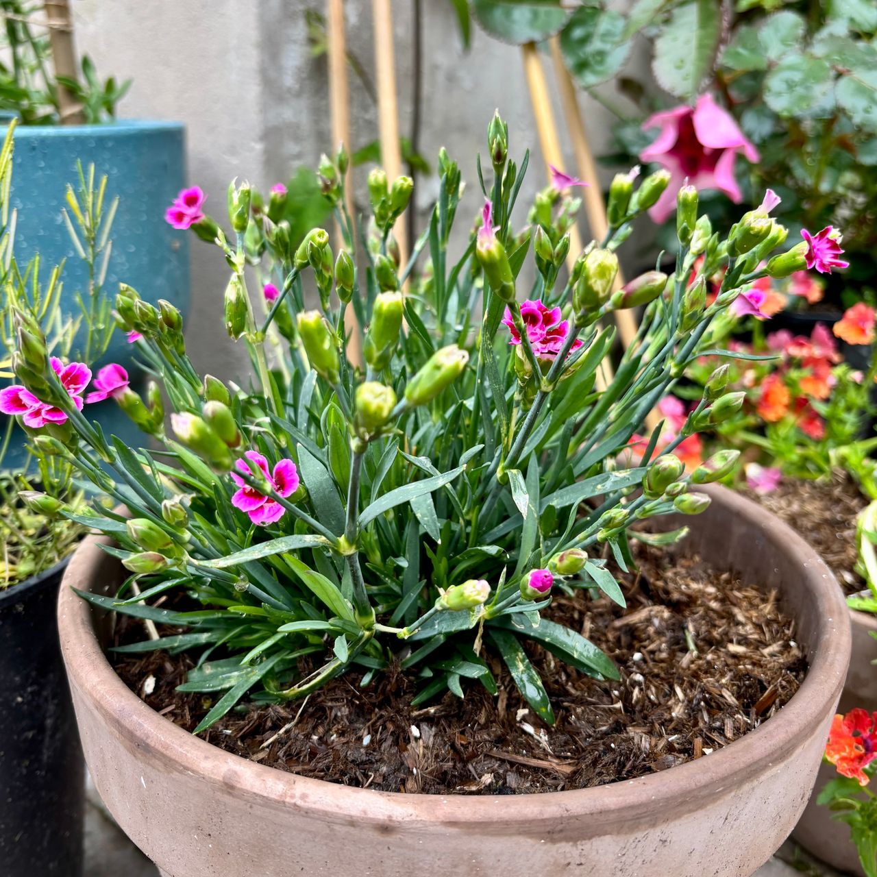 dianthus in a pot with rocketgro magic mulch