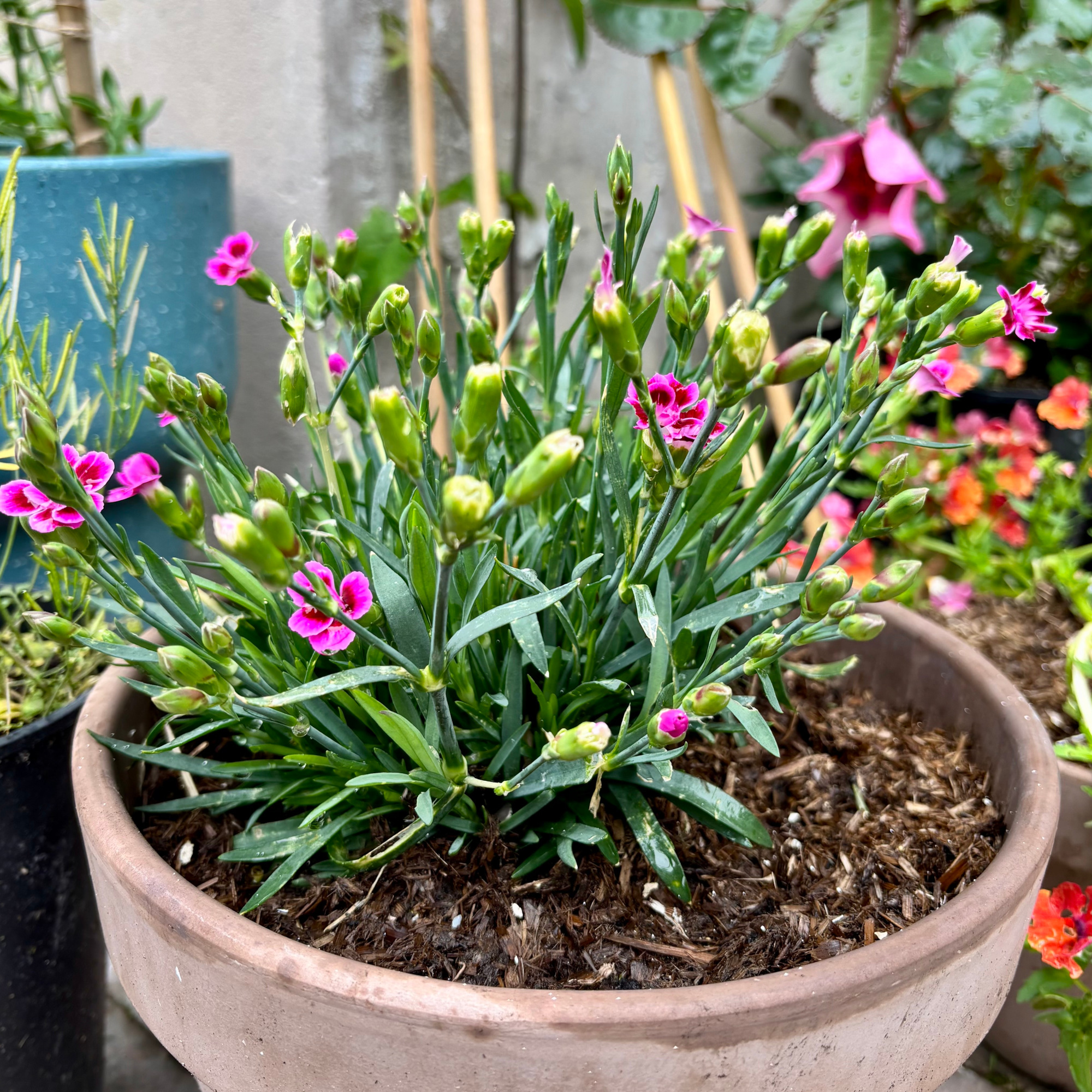 dianthus in a pot with rocketgro magic mulch