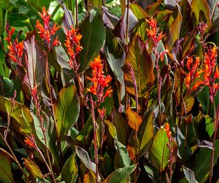 Red canna lilies and leaves