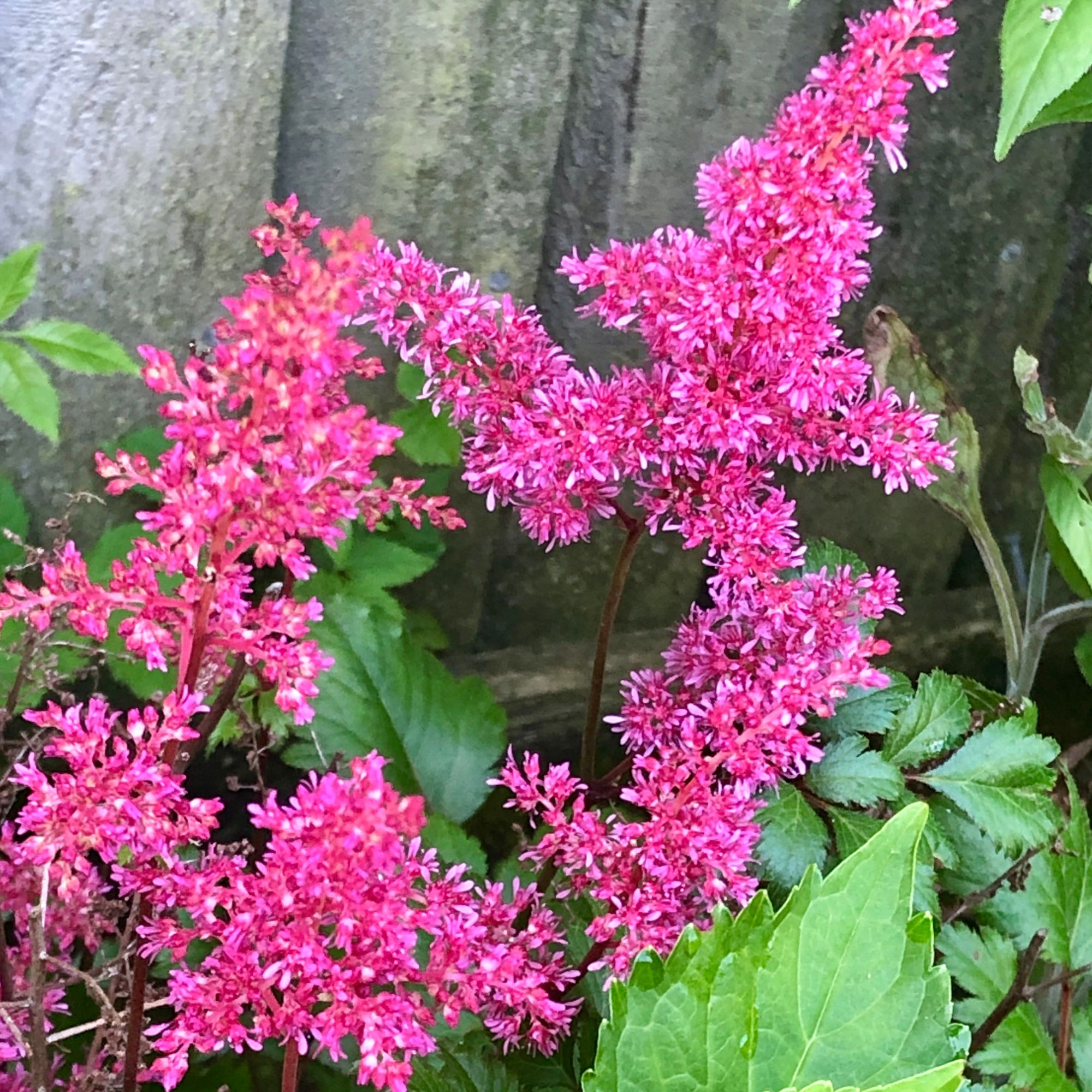 shade-loving astilbe