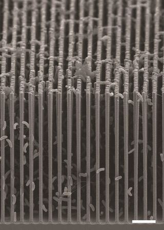 A scanning electron micrograph of the University of California, Berkeley, nanowire-bacteria array, where bacteria use electrons from nanowires to turn carbon dioxide into fuel and chemical intermediates.