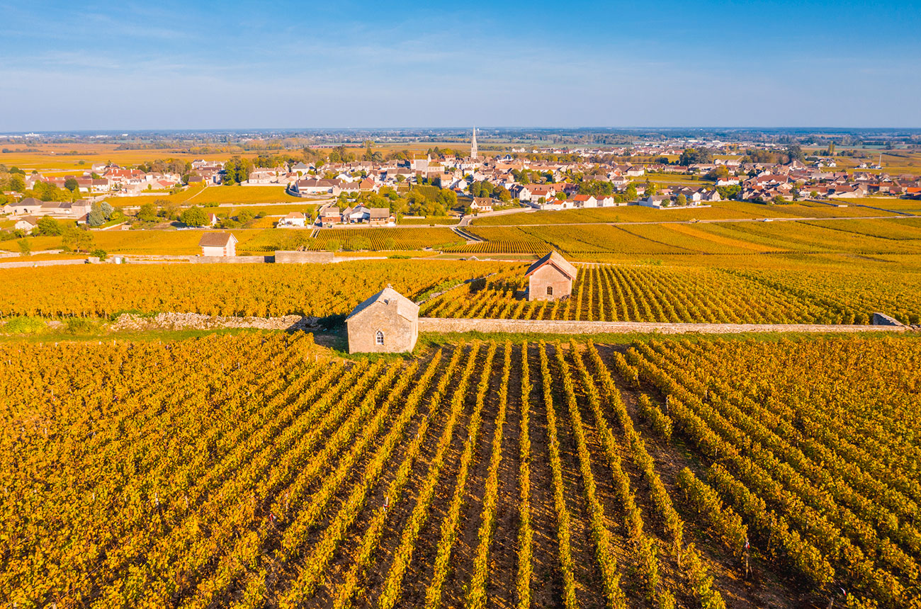 Vineyards in C&ocirc;te de Beaune