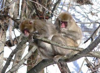 Wild Japanese monkeys in Fukushima.