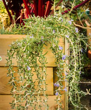 trailing rosemary