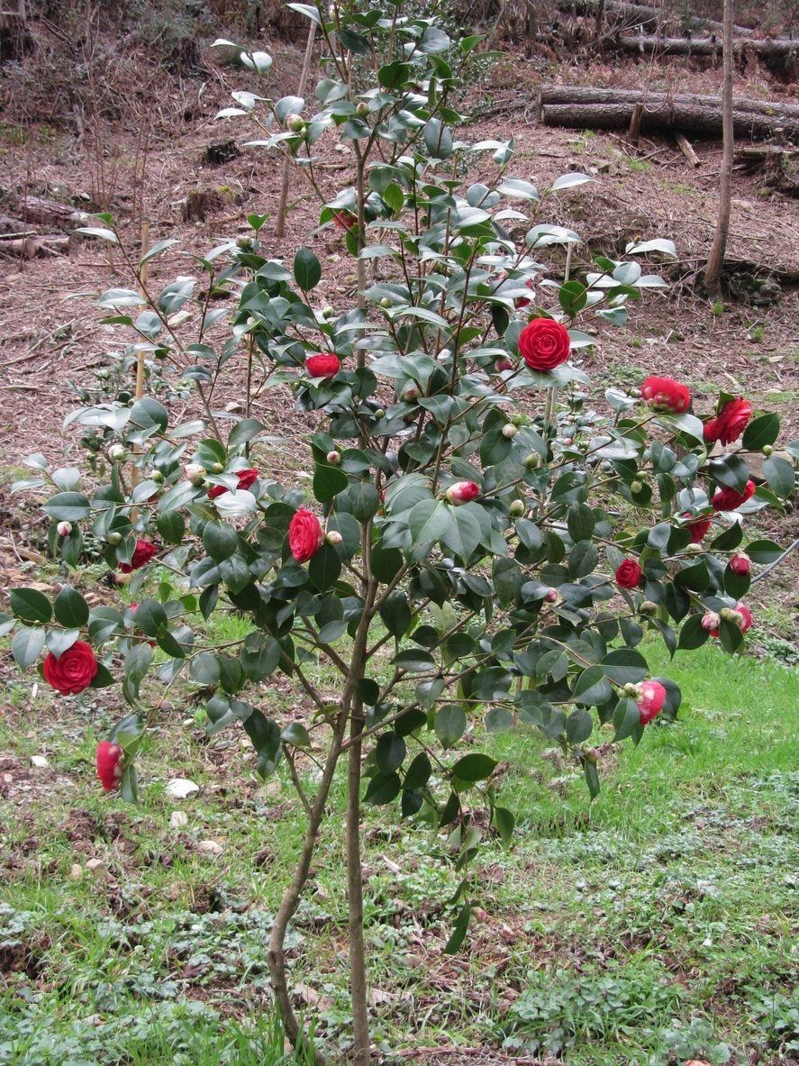 camellia