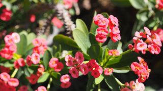 Crown of Thorns (Euphorbia milii) in flower with its pink petals on show