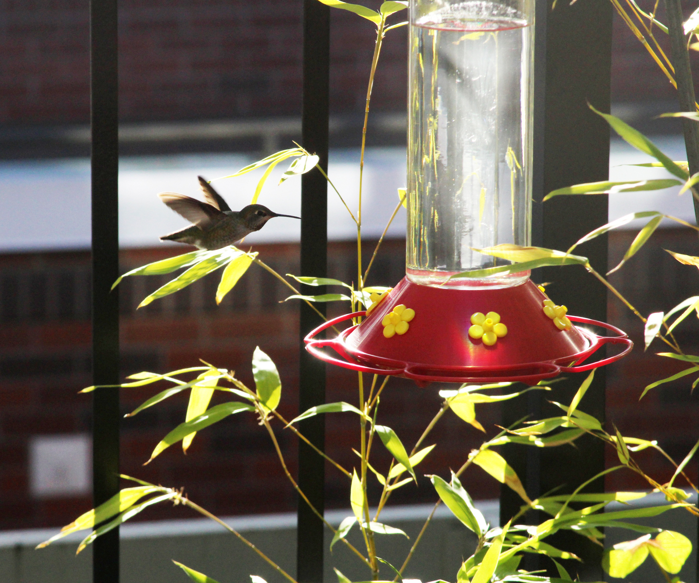 hummingbird flying towards a feeder on a balcony