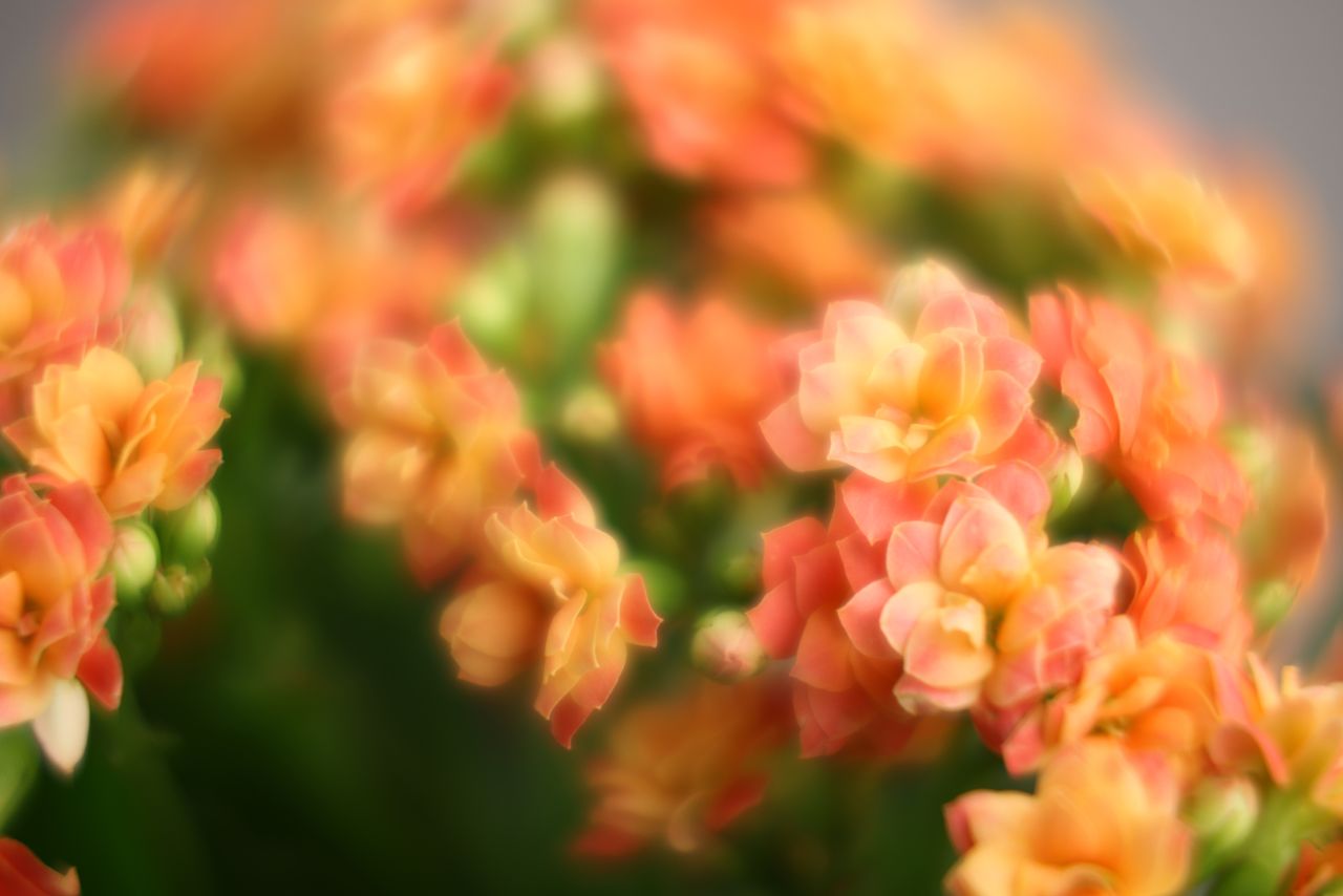 Canon RF 100mm f/2.8L IS USM Macro samples