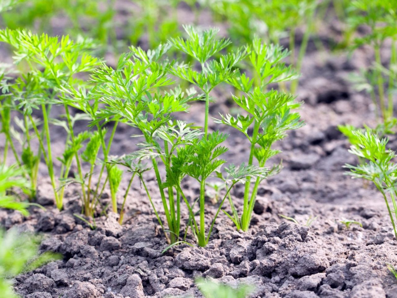 Plants Sprouting In The Garden