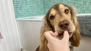 A dog being fed a treat after having its ears cleaned