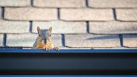 A squirrel poking its head out of a gutter