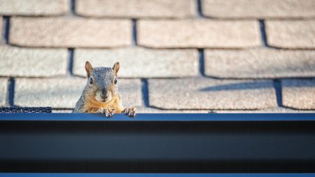 A squirrel poking its head out of a gutter
