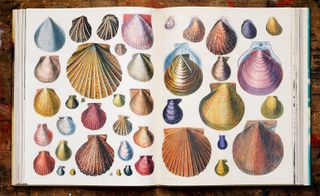 an illustration of sea shells in John Derian’s Picture Book