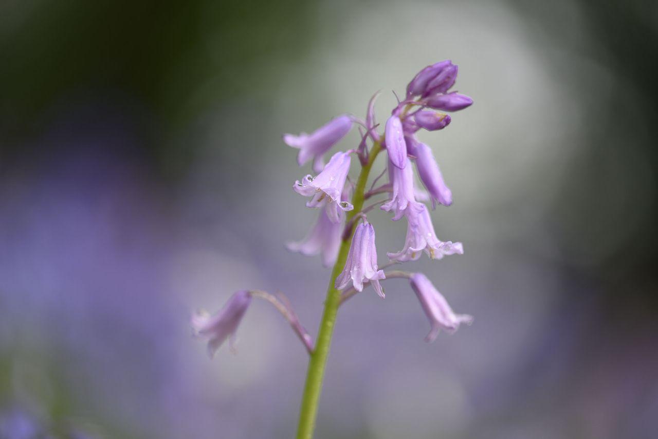 Nikon Z 70-200mm f/2.8 VR S II image gallery: bluebell flower close up at golden hour