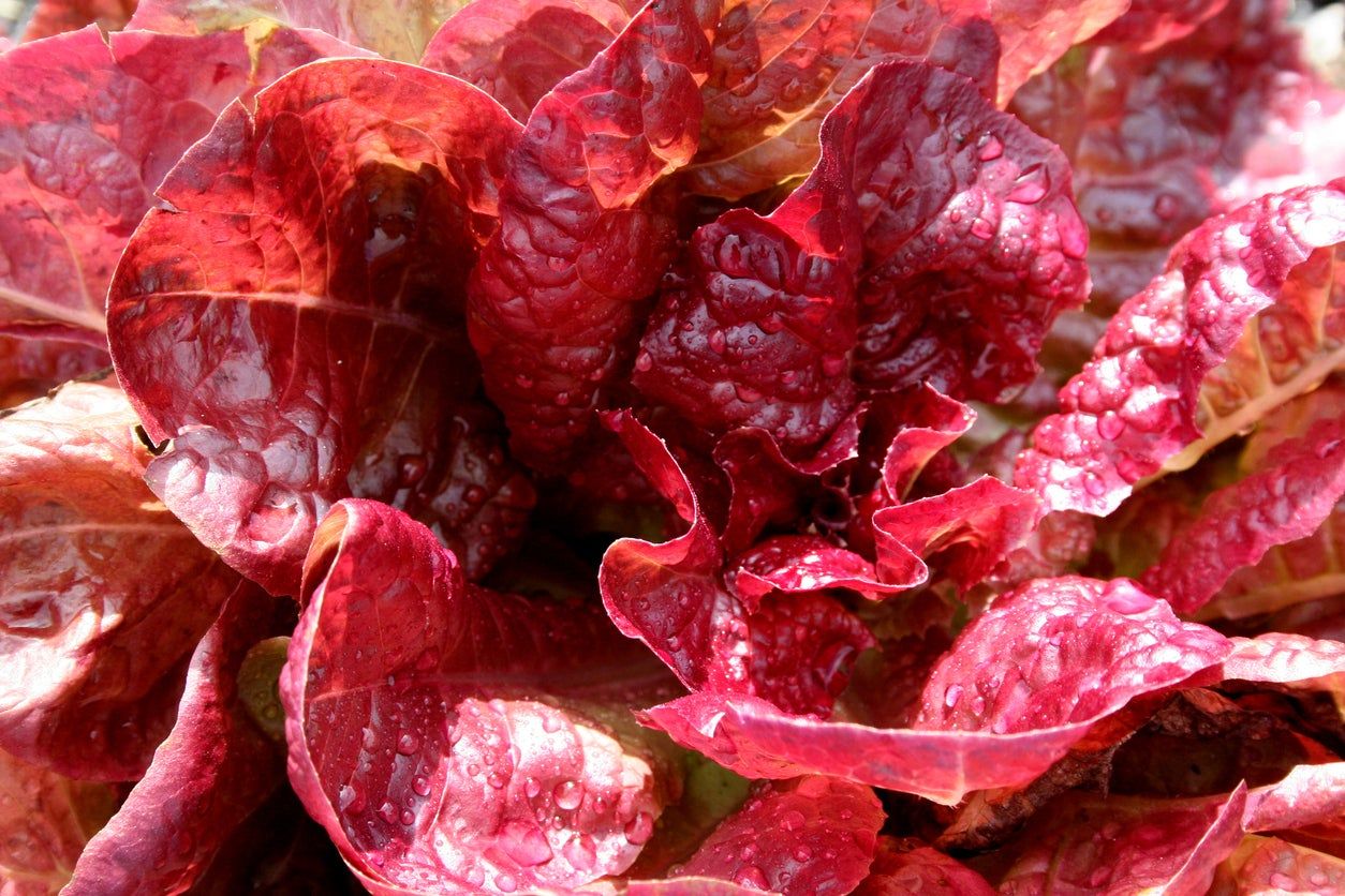 Yugoslavian Red Lettuce Plant